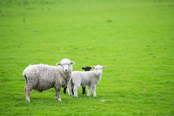 Sheep in the pasture, Gibbs Farm, Makarau, New Zealand
