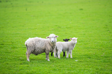 Sheep in the pasture, Gibbs Farm, Makarau, New Zealand
