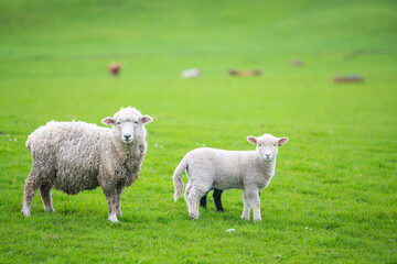Sheep in the pasture, Gibbs Farm, Makarau, New Zealand
