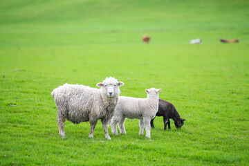 Fototapeta na wymiar Sheep in the pasture, Gibbs Farm, Makarau, New Zealand 