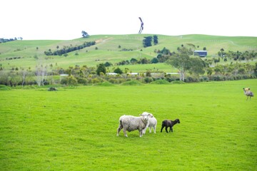 Fototapeta premium Sheep in the pasture, Gibbs Farm, Makarau, New Zealand 