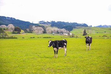 Cow in the pasture, North island, New Zealand
