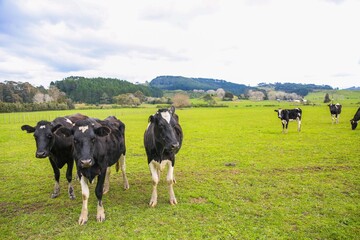 Cow in the pasture, North island, New Zealand
