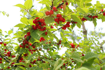 close up cherry tree . Korean-type cherry and leaves . 