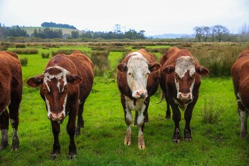 Fototapeta na wymiar Cow in the pasture, 