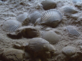 栃木県･二枚貝化石 © Morito Kanehara