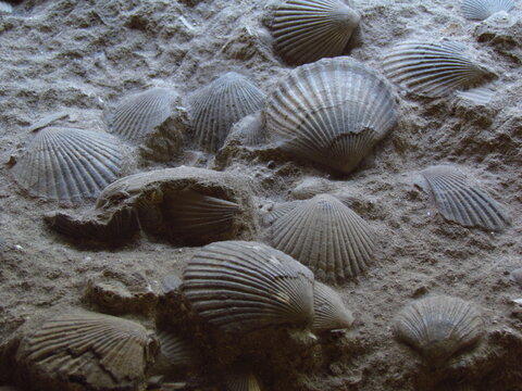 1 Best 中生代 Images Stock Photos Vectors Adobe Stock