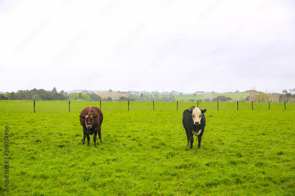 Wall mural Cow in the pasture, 