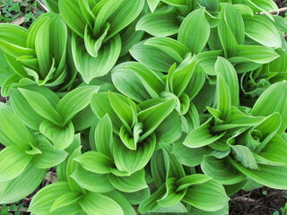 Obraz premium 尾瀬･高山植物･コバイケイソウ