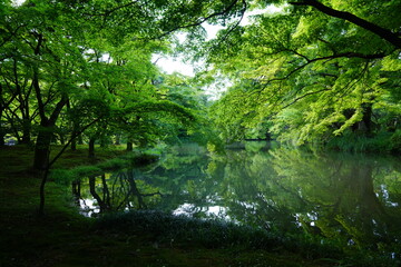 Fototapeta na wymiar 京都府立植物園　池と新緑