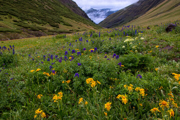 Maggie Gulch Wildflowers And Mountain Fog