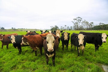 Cow in the pasture, 