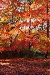 神戸市　再度公園の紅葉