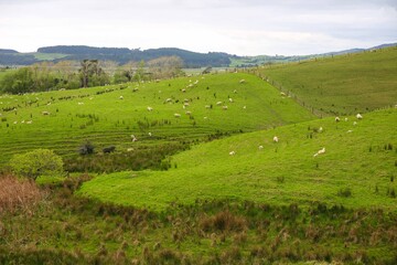 Fototapeta na wymiar Sheep in the pasture, Makarau, New Zealand