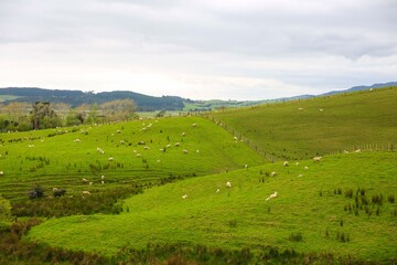 Obraz premium Sheep in the pasture, Makarau, New Zealand