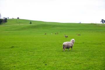 Sheep in the pasture, Gibbs Farm, Makarau, New Zealand