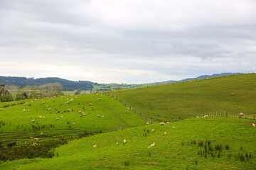 Fototapeta na wymiar Sheep in the pasture, Makarau, New Zealand