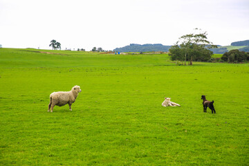 Fototapeta na wymiar Sheep in the pasture, Gibbs Farm, Makarau, New Zealand