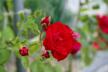 red rose in nature background .