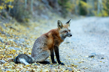 red fox sitting on the ground