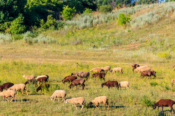 Flock of sheep grazing on a green meadow