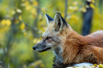 red fox in the wild