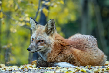 red fox laying in the wild