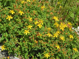 南アルプス･高山植物･イワオトギリ