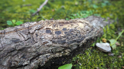 Fototapeta na wymiar 木の根