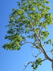 南アルプス･高山植物･ダケカンバ