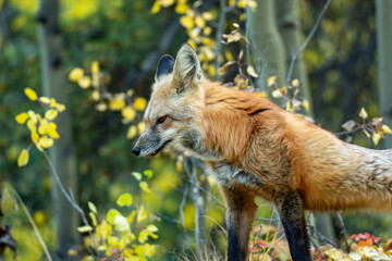 red fox stretching in the woods 