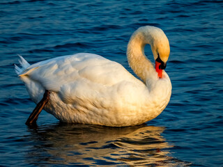 Naklejka premium Swan bird in the water
