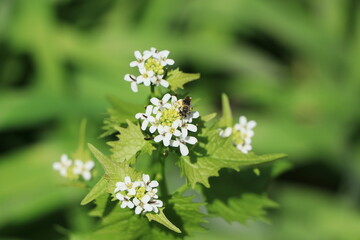 Yellow flowers green background