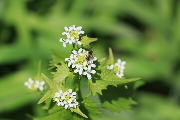 Bee on a white flower with green background
