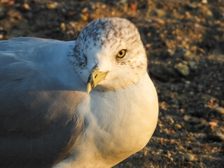 Sea gull bird close up