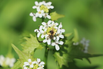 Bee on a white flower with green background