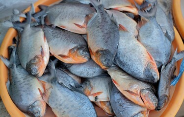 Fresh raw pacu fish or raw Ikan Bawal are offered in the fish market