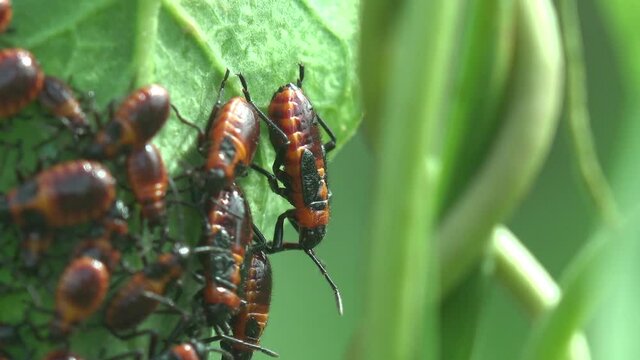 Colony Firebug on green plant, feeding. Pyrrhocoris apterus, insect of family Pyrrhocoridae, red and black coloration. View Macro insect in wildlife