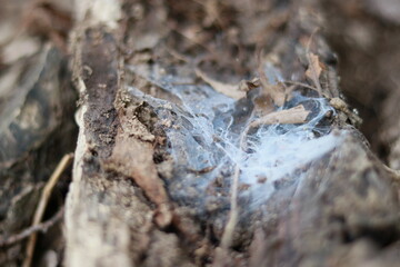 Spider web on a log