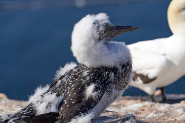 Close-up of young Northern Gannet standing in front of large adult in his breeding colony of Island Helgoland, Germany