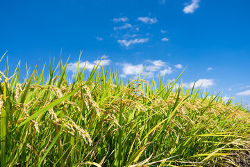秋晴れの下、収穫間近の実ったお米で垂れ始めた水田
