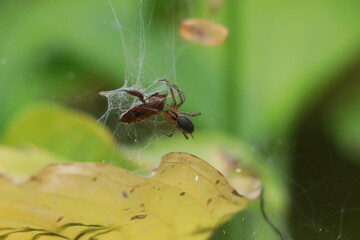 Spider with a fresh kill on a web green and yellow background