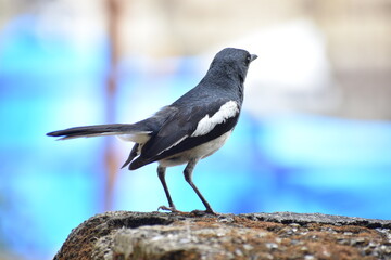 Bird on the rock