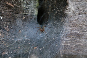Spider in a hole on a web