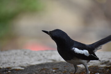 Fearless bird