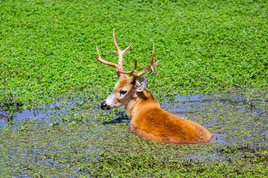 Blastocerus dichotomus, Marsh Deer, in Ibera National Park, Corrientes, Argentina