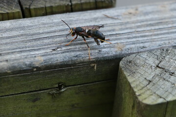 wasp on the fence