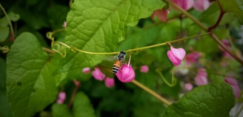 bee