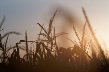 Sunset behind a corn field.