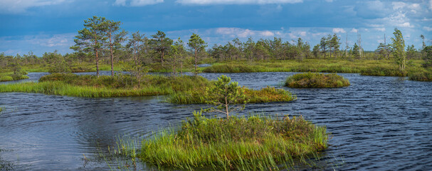 East European swamps. Ecological reserve.